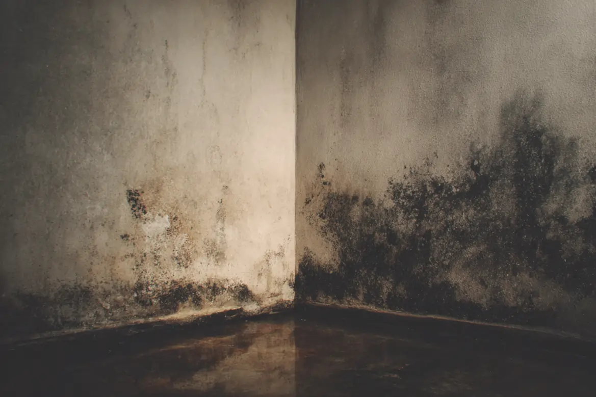 mold removal services